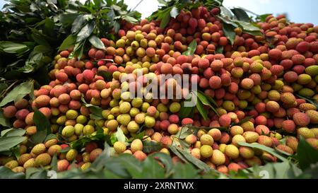 Reife Litschis, bereit zum Verkauf auf dem Markt. Lebhafte Farben und saftige süße Früchte. Litschi, Litchi Stockfoto