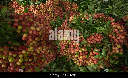 Reife Litschis, bereit zum Verkauf auf dem Markt. Lebhafte Farben und saftige süße Früchte. Litschi, Litchi Stockfoto