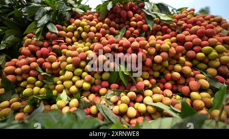 Reife Litschis, bereit zum Verkauf auf dem Markt. Lebhafte Farben und saftige süße Früchte. Litschi, Litchi Stockfoto