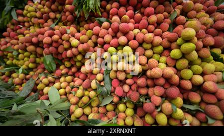 Reife Litschis, bereit zum Verkauf auf dem Markt. Lebhafte Farben und saftige süße Früchte. Litschi, Litchi Stockfoto