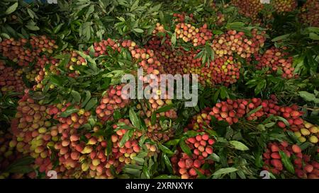 Reife Litschis, bereit zum Verkauf auf dem Markt. Lebhafte Farben und saftige süße Früchte. Litschi, Litchi Stockfoto