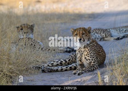 Cheetah HNP046, auch bekannt als Cindy, und ihre beiden Jungen, die im Schatten der Ngweshla Pan im Hwange-Nationalpark liegen Stockfoto