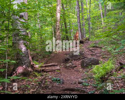 Fahren Sie durch einen Birkenwald auf dem malerischen Weg zum Haystack Mountain in Lake Placid, wo die Ruhe der Natur auf das lebhafte Grün des Sommers trifft. Stockfoto