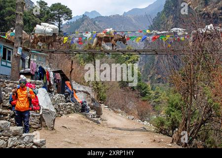 Yaks überqueren eine Hängebrücke auf dem Everest Base Camp Trek Stockfoto