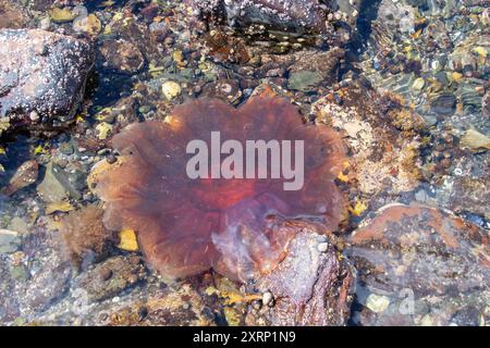 Löwenmähne Qualle (Cyanea capillata) Stockfoto