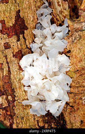 Schneepilz, Tremella fuciformis. Auch bekannt als Schneeohr, Silberohrpilz, Weißer Gelee Pilz und Weiße Wolkenohren. Weitere Informationen finden Sie unten Stockfoto