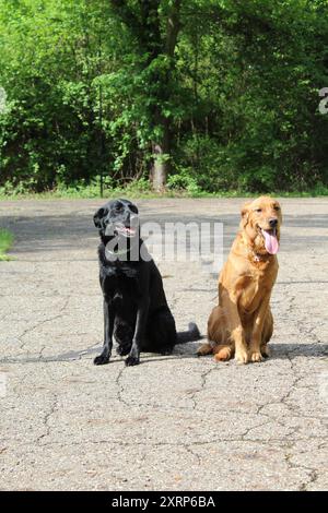 Schwarzes Labor und Golden Retriever Stockfoto