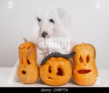 Jack Russell Terrier Hund in einem Geisterkostüm und drei Jack-o-Laternen auf weißem Hintergrund. Stockfoto