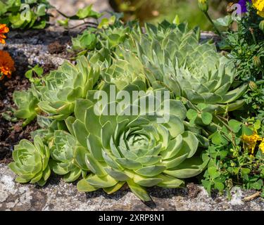 Nahaufnahme der Sukkulenten Pflanze sempervivum tectorum, auch bekannt als gewöhnliches Hausmädchen, das auf Stein wächst Stockfoto