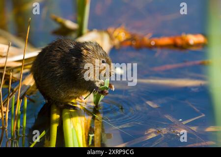 Wassermühle Arvicola terrestris, Erwachsene Fütterung von Vegetation, Minsmere RSPB Reserve, Suffolk, England, August Stockfoto