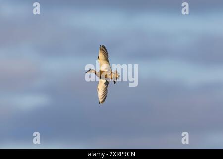 Stockenten Anas platyrhynchos, Jungflieger, Suffolk, England, August Stockfoto
