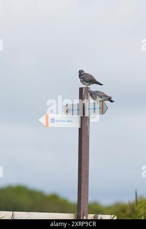 Woodpigeon Columba Palumbus, 2 Erwachsene auf dem Schild, Minsmere RSPB Reserve, Suffolk, England, August Stockfoto