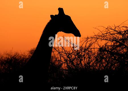 Porträt einer Giraffe (Giraffa camelopardalis) vor einem orangen Himmel, Südafrika Stockfoto