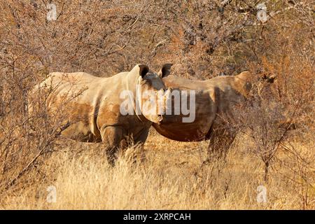 Gefährdete weiße Nashorn (Ceratotherium simum) Paar in natürlichen Lebensraum, Südafrika Stockfoto