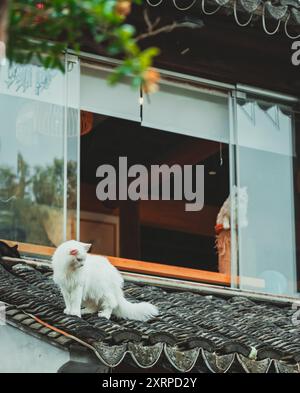 Eine weiße Katze sitzt auf einem gekachelten Dach vor einem Fenster mit verschwommenem Blick auf ein dahinter stehendes Café. Stockfoto