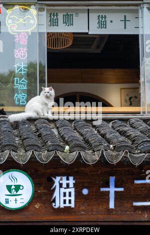 Suzhou, China - 11. Juni 2024 : Eine weiße Katze sitzt auf einem gekachelten Dach vor einem Geschäft Stockfoto