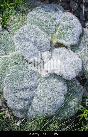 silberblume (Salvia argentea). Amiaceae; Zierpflanze, Salbei; mehrjähriges Kraut. Stockfoto