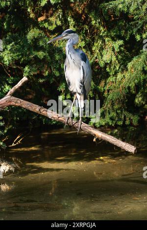 Der Exotische Garten auf dem Gelände der Universität Hohenheim Stuttgart, die Gärten, Deutschland Stockfoto