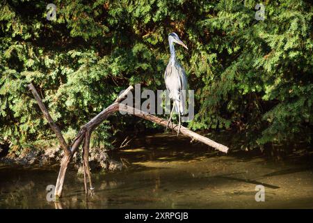 Der Exotische Garten auf dem Gelände der Universität Hohenheim Stuttgart, die Gärten, Deutschland Stockfoto