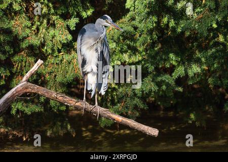 Der Exotische Garten auf dem Gelände der Universität Hohenheim Stuttgart, die Gärten, Deutschland Stockfoto