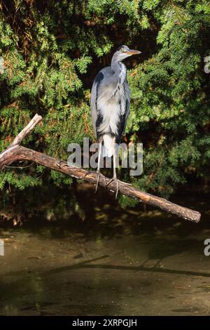 Der Exotische Garten auf dem Gelände der Universität Hohenheim Stuttgart, die Gärten, Deutschland Stockfoto