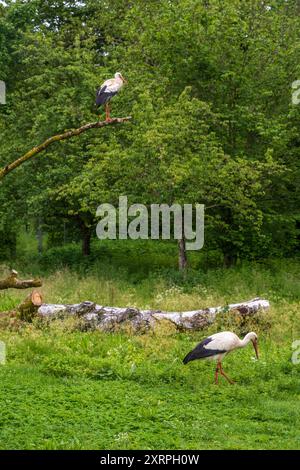 Weiße Störche nisten auf einem Ziegeldach mit zwei großen Schreuern um die Schornsteine an der Storchstation Affenberg Salem in Salem, Deutschland. Stockfoto