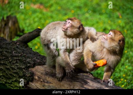 Affen im Affenberg Salem, Affenschutzpark in Salem, Baden-Württemberg Stockfoto