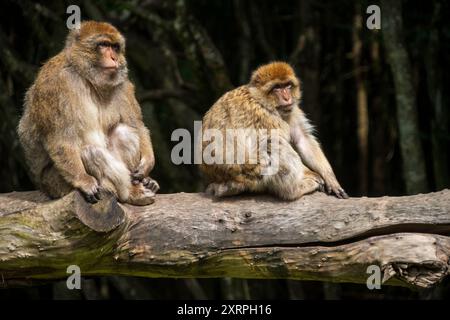 Affen im Affenberg Salem, Affenschutzpark in Salem, Baden-Württemberg Stockfoto