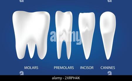 Typen menschlicher Zahnvektoren Stock Vektor