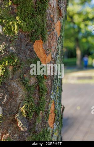 Nahaufnahme eines Baumstamms mit grünen Moosflecken und freiliegender orangener Rinde. Im verschwommenen Hintergrund läuft eine Person mit blauem Hemd in der Morgensonne. Stockfoto