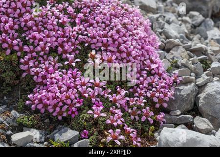 Saxifraga oppositifolia. Die Alpenflora des Zebrù-Tals in der Ortles-Cevedale-Berggruppe. Italienische Alpen. Europa. Stockfoto