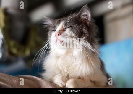 Eine schöne Katze mit auffälligen grünen Augen liegt bequem auf einer weichen Decke und genießt ihre Zeit an einem gemütlichen und warmen Ort Stockfoto