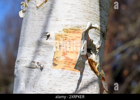Detail der Rinde der schwarzen Birke (Betula nigra) Stockfoto
