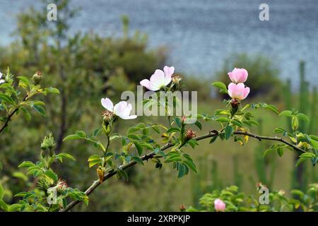 Zweige, Blätter und Blüten der Hunderose (Rosa canina) Stockfoto