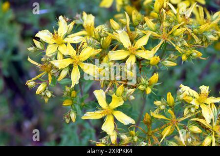 Gelbe Blüten von Johanniskraut (Hypericum perforatum). Es ist eine Heilpflanze Stockfoto