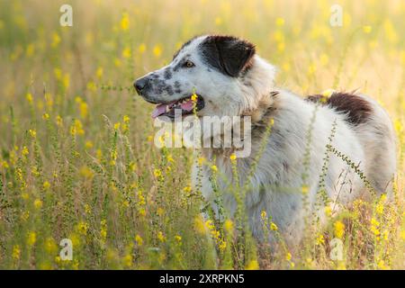 Großer rumänischer Schäferhund auf der Wiese in der Nähe des Bauernhofs Stockfoto