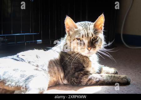 Eine Katze ruht friedlich auf dem Boden in der Nähe eines Käfigs und zeigt ihre Whisker, ihren Schwanz und ihre Schnauze. Die kleine bis mittelgroße Katze sieht aus wie ein Terrestr Stockfoto