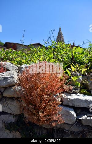 Der lithophyte weiße Steinschrop (Sedum-Album) an einer Wand Stockfoto