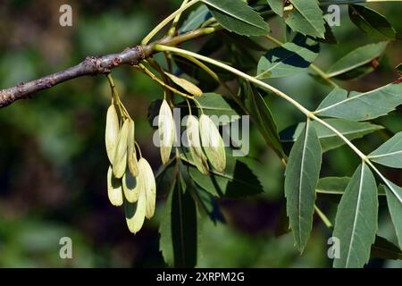 Früchte und Blätter von Eschenblüte (Fraxinus angustifolia) Stockfoto