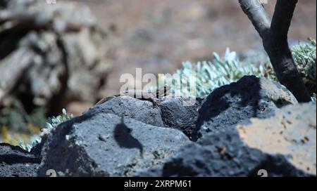 Ein Exemplar der faulen Echse (Gallotia galloti), endemisch auf den Inseln Teneriffa und La Palma. Dieser hier sonnt sich auf einem Stein. Stockfoto