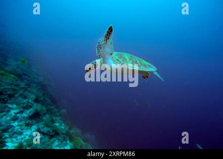 Grüne Schildkröte, Chelonia mydas, Malapascua Island, Philippinen, Asien Stockfoto