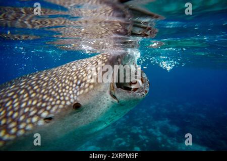 Nahaufnahme Eines Walhais Rhincodon Typus in Oslob Cebu, Central Visayas, Philippinen. Fütterung. Garnelen (z. B. Familie Sergestidae) sind traditionell ca. Stockfoto