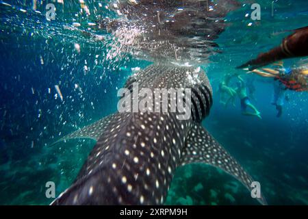 Touristen in der Nähe Eines Walhais Rhincodon Typus in Oslob Cebu, Central Visayas, Philippinen. Fütterung. Garnelen (z. B. Familie Sergestidae) sind traditionell Stockfoto