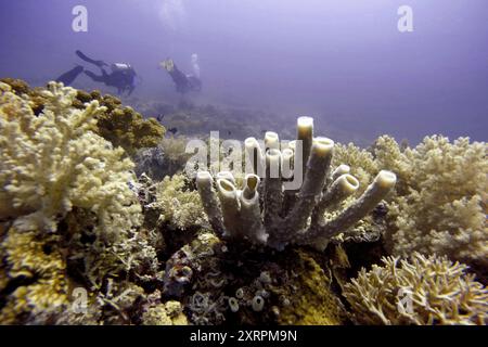 Weiche Korallenpolypen Goniopora Tentakeln Polypen ernähren RIFF Malapascua Leben auf Riffmeer unter Wasser Unterwassertauchen Tauchen Natur groß toll b Stockfoto