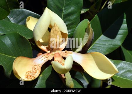 Gelbe Blüten der Delavay-Magnolie (Magnolia delavayi) Stockfoto