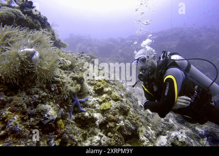 Philippinen, malapascua Inseltauchen, vielseitige Multiplex-Leben auf künstlich gebauten Rifffischen Seesterne Seeigel unter Wasser Tauchen Stockfoto