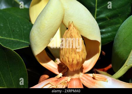 Gelbe Blüten der Delavay-Magnolie (Magnolia delavayi) Stockfoto