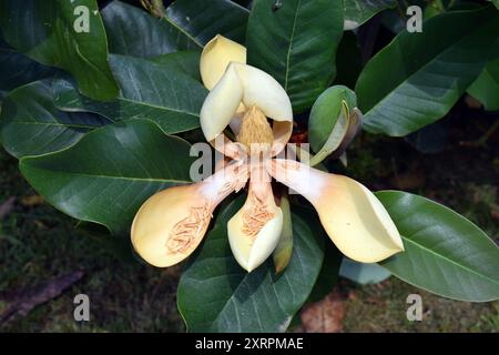 Gelbe Blüten der Delavay-Magnolie (Magnolia delavayi) Stockfoto