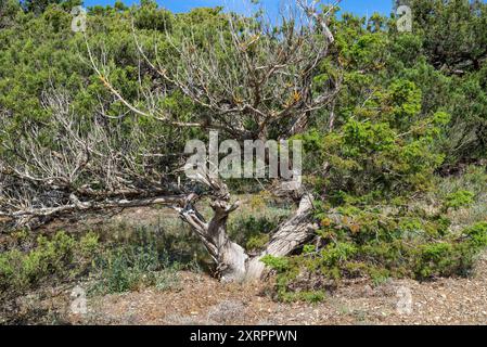 Ein alter verdorbener Baum in einem wacholderhain. Golitsyn-Spur, Novy Svet Siedlung, Krim Stockfoto