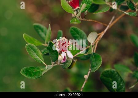 Die Ananas-Guave, auch bekannt als Feijoa oder Ananas-Guava. Hochwertige Fotos Stockfoto